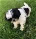 Shih Tzu Puppy's - 4 - Thumbnail