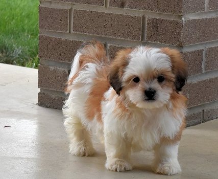 Shih Tzu Puppy's - 5