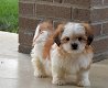 Shih Tzu Puppy's - 5 - Thumbnail