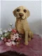 Golden Retriever hondenbeeld - 0 - Thumbnail