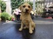 Golden Retriever hondenbeeld - 1 - Thumbnail