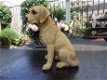 Golden Retriever hondenbeeld - 2 - Thumbnail