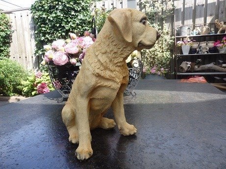 Golden Retriever hondenbeeld - 3