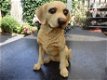 Golden Retriever hondenbeeld - 4 - Thumbnail