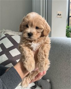 Maltipoo-puppy teef