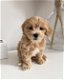 Maltipoo-puppy teef - 1 - Thumbnail