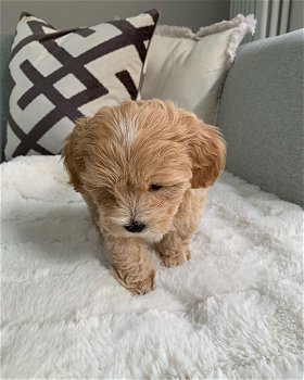 Maltipoo-puppy teef - 2