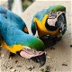 Geelstaartara papegaai nu verkrijgbaar - 0 - Thumbnail