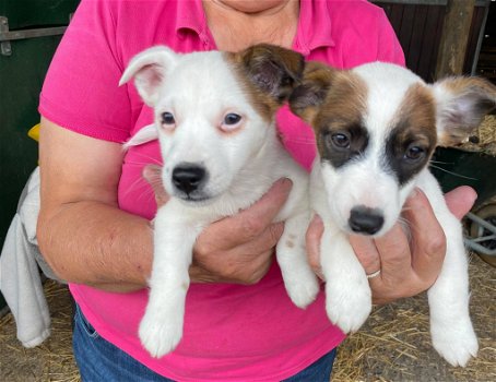 jack russelpups - 0