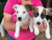 jack russelpups - 0 - Thumbnail