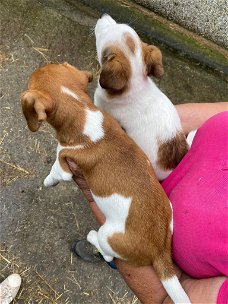 jack russelpups 