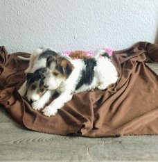 Foxterrier puppies