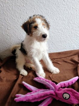 Foxterrier puppies - 1