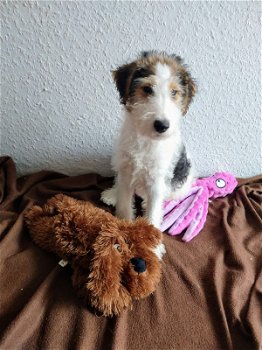 Foxterrier puppies - 2