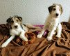 Foxterrier puppies - 3 - Thumbnail