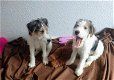 Foxterrier puppies - 4 - Thumbnail