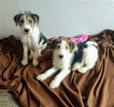 Foxterrier puppies - 5