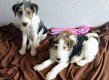 Foxterrier puppies - 6 - Thumbnail