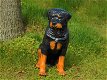 Prachtig polystonen beeld van rottweiler-hond -beeld-kado - 0 - Thumbnail
