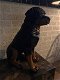 Prachtig polystonen beeld van rottweiler-hond -beeld-kado - 2 - Thumbnail