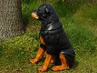 Prachtig polystonen beeld van rottweiler-hond -beeld-kado - 3 - Thumbnail