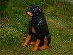 Prachtig polystonen beeld van rottweiler-hond -beeld-kado - 4 - Thumbnail