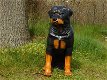Prachtig polystonen beeld van rottweiler-hond -beeld-kado - 5 - Thumbnail