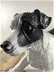 Prachtig beeld van een jack Russel, geweldig, hond - 1 - Thumbnail