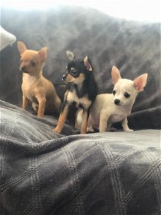 Prachtige Chihuahua-puppy's