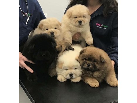 Schattige chow chow-puppy's - 0