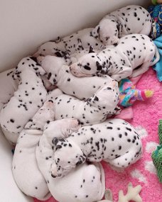 Kc geregistreerde Black Spotted Dalmatische puppy's