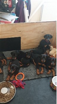 Mannelijke en vrouwelijke Dobermann-puppy's - 0