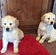 Prachtige Golden Retriever-puppy's - 0 - Thumbnail