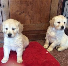 Prachtige Golden Retriever-puppy's