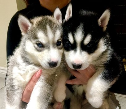 Schattige en schattige Siberische Husky-puppy's - 0