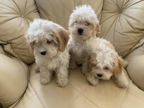 Schattige Cavachon-puppy's - 0