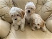 Schattige Cavachon-puppy's - 0 - Thumbnail