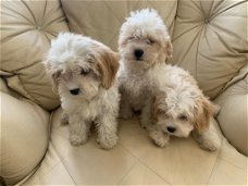 Schattige Cavachon-puppy's