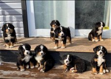 Prachtige Berner Bergpuppy's