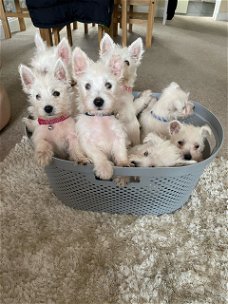 Mooie West Highland White Terrier-puppy's
