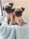 Geregistreerde mannelijke en vrouwelijke Pug Puppies - 0 - Thumbnail