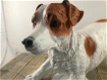 Mooi beeld van een Jack Russel, typisch speels beeld,kado - 1 - Thumbnail