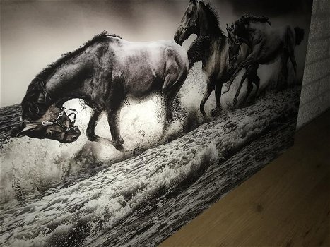 Kunst op glas van paarden in water, prachtig , paard - 1