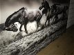Kunst op glas van paarden in water, prachtig , paard - 1 - Thumbnail