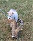 Siberische Husky-puppy's te koop - 0 - Thumbnail