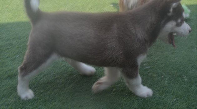 Siberische Husky-puppy's te koop - 1