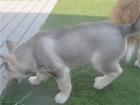 Siberische Husky-puppy's te koop - 2