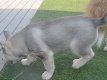 Siberische Husky-puppy's te koop - 2 - Thumbnail