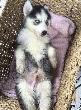 Siberische Husky-puppy's te koop - 3