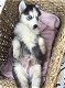 Siberische Husky-puppy's te koop - 3 - Thumbnail